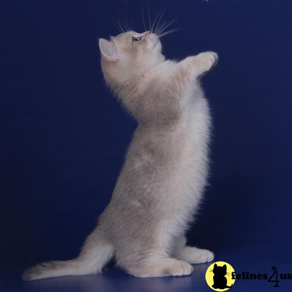 a white munchkin cat with its paws up