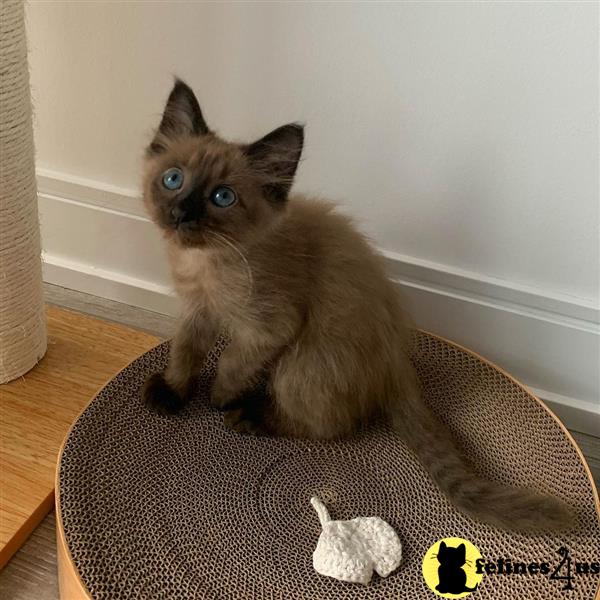 a balinese cat sitting on a chair