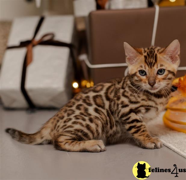 a bengal cat sitting on the floor