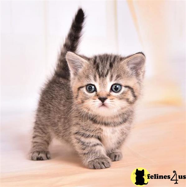 a munchkin kitten standing on a wood floor