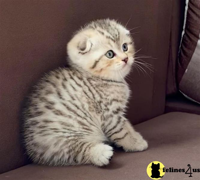 a scottish fold kitten sitting on a couch