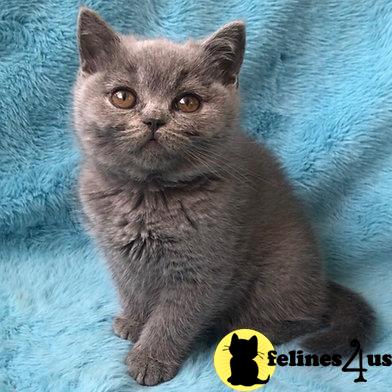 a british shorthair cat sitting on a blue blanket