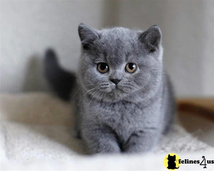 a british shorthair cat lying on the ground