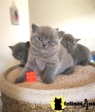 a group of british shorthair british shorthair kittens on a british shorthair cat tree