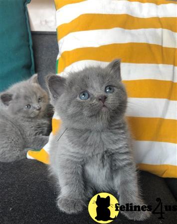 a couple of british shorthair british shorthair kittens