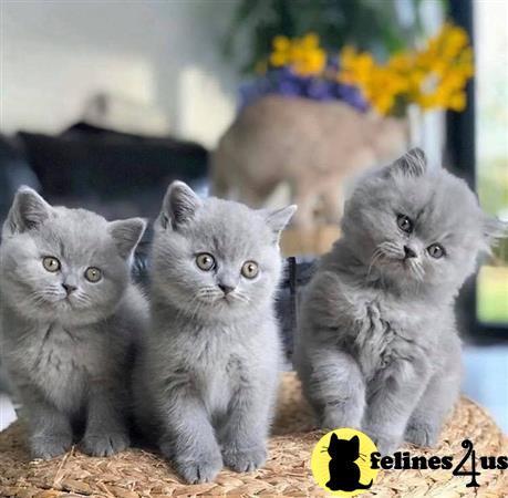 a group of british shorthair british shorthair kittens