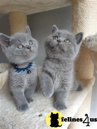 two british shorthair cats sitting on a blanket