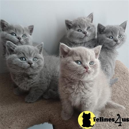 a group of british shorthair british shorthair kittens