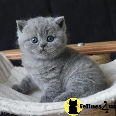 a british shorthair cat sitting on a blanket