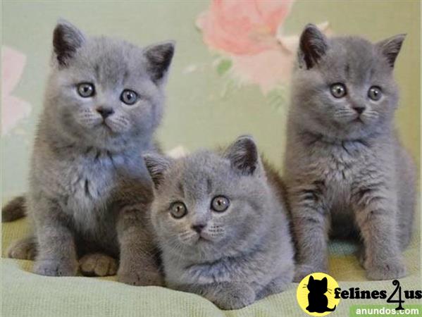 a group of british shorthair british shorthair kittens