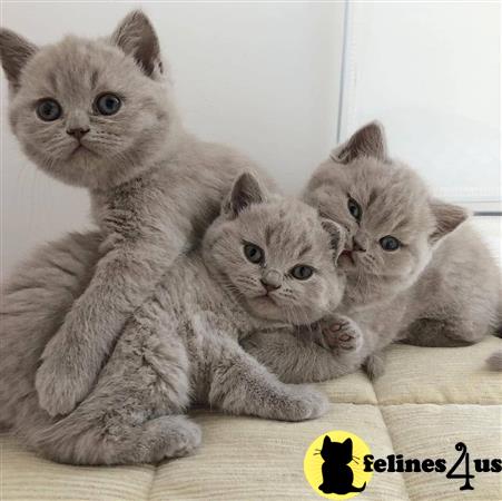 a group of british shorthair british shorthair kittens