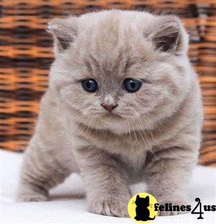 a british shorthair kitten in a basket