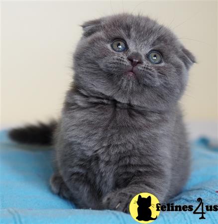 a british shorthair cat sitting on a bed