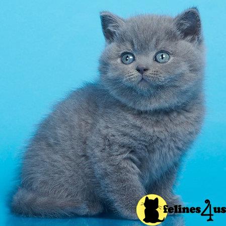 a grey british shorthair cat with blue eyes