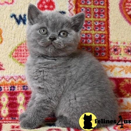 a british shorthair cat sitting on a couch