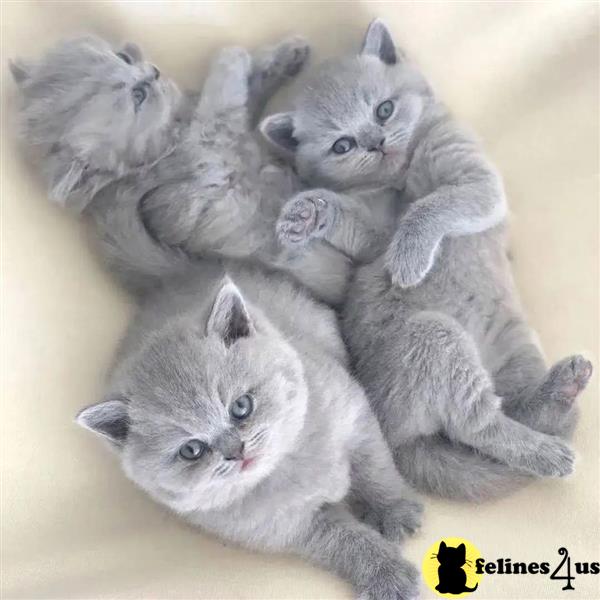 a british shorthair cat sitting on a blanket