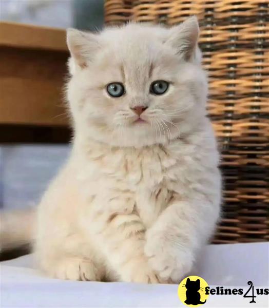 a british shorthair cat sitting in a basket