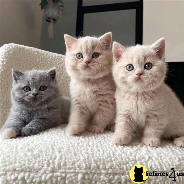 a british shorthair cat sitting on a blanket