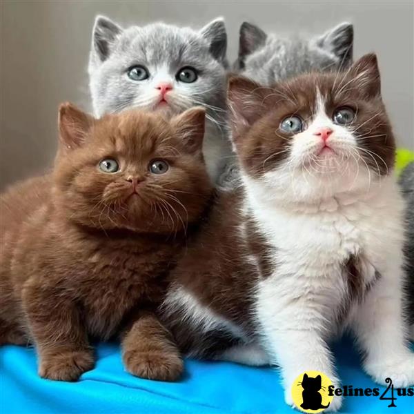 a group of british shorthair british shorthair kittens