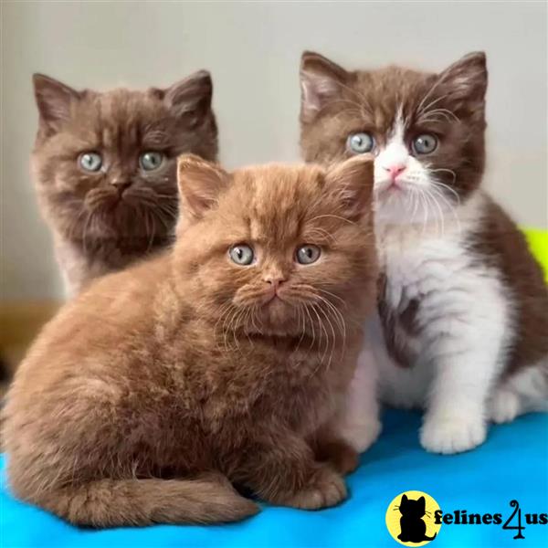 a group of british shorthair cats