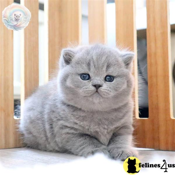 a british shorthair kitten sitting on a chair