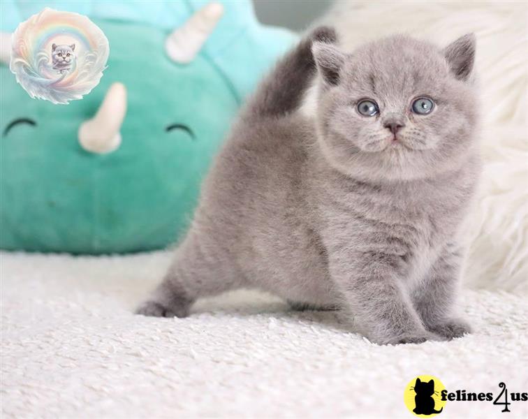 a british shorthair cat sitting on the floor