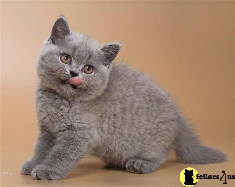 a british shorthair cat with its tongue out