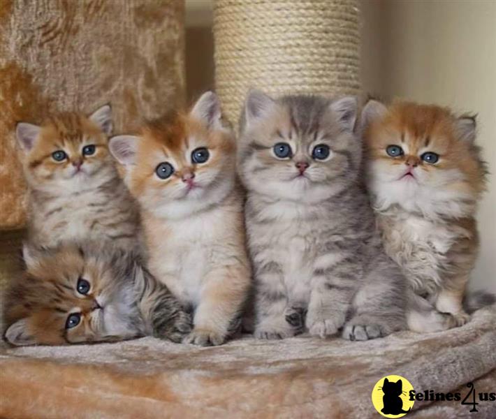 a group of british shorthair british shorthair kittens in a box