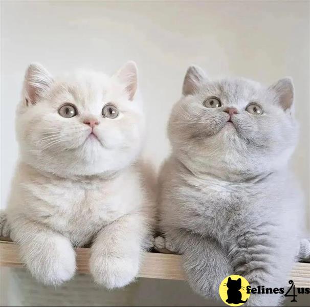 two british shorthair cats sitting on a shelf