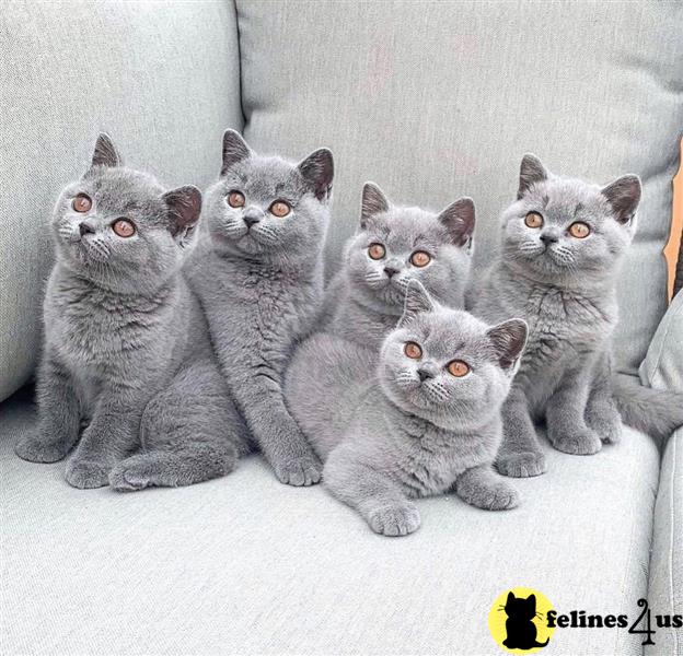 a group of grey british shorthair cats