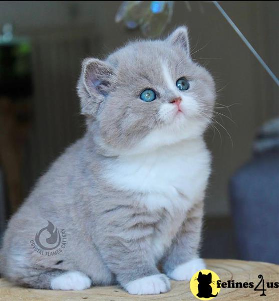 a british shorthair kitten with blue eyes