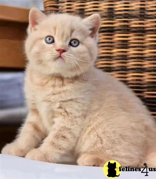 a british shorthair cat sitting in a basket