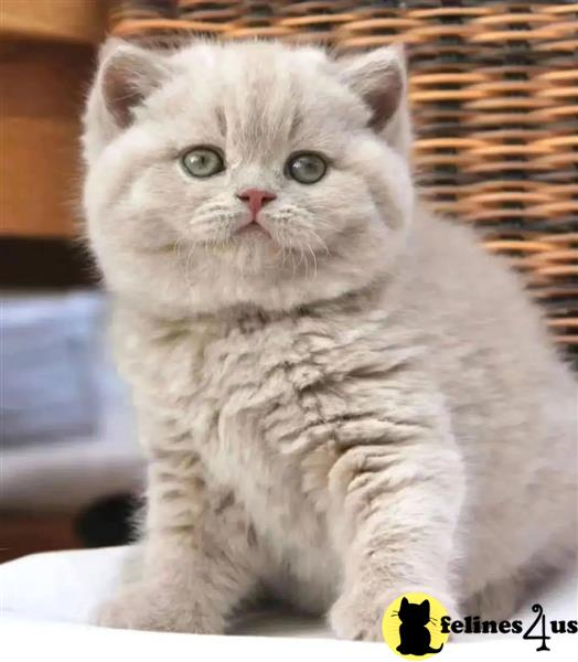 a british shorthair cat sitting in a basket