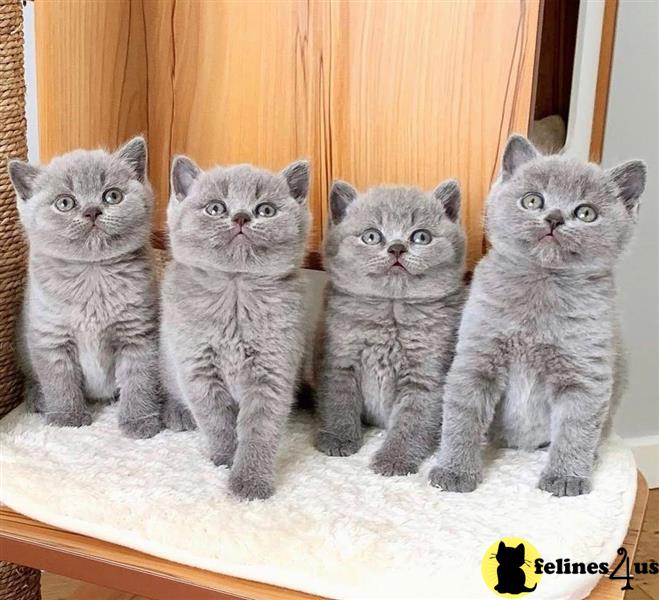 a group of british shorthair cats