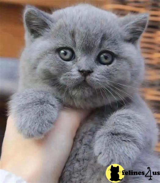 a person holding a british shorthair cat