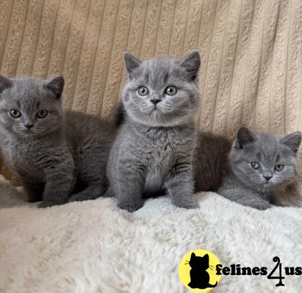 a british shorthair cat sitting on a blue blanket