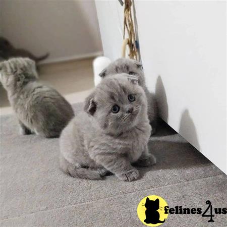 a group of british shorthair british shorthair kittens