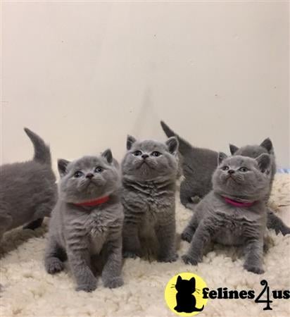 a group of wild british shorthair cats