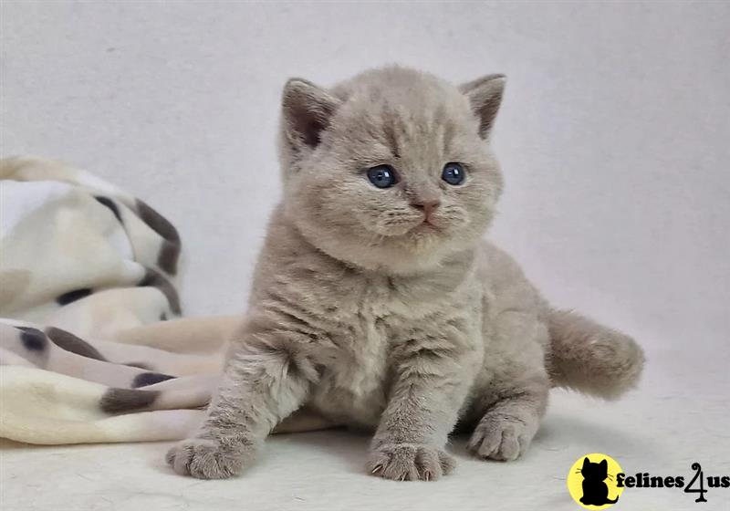 a british shorthair kitten sitting on a white surface