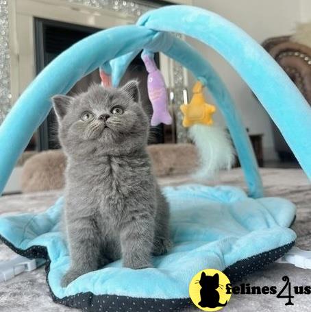 a british shorthair cat sitting on a blue blanket