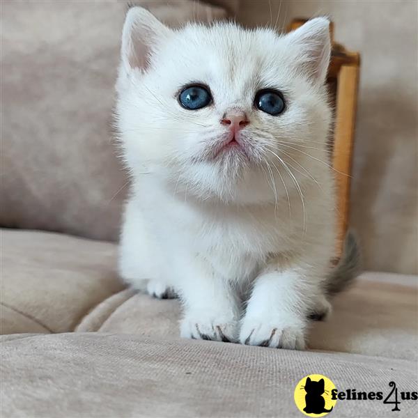 a british shorthair cat with blue eyes