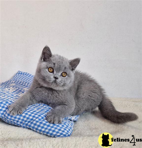 a group of british shorthair cats