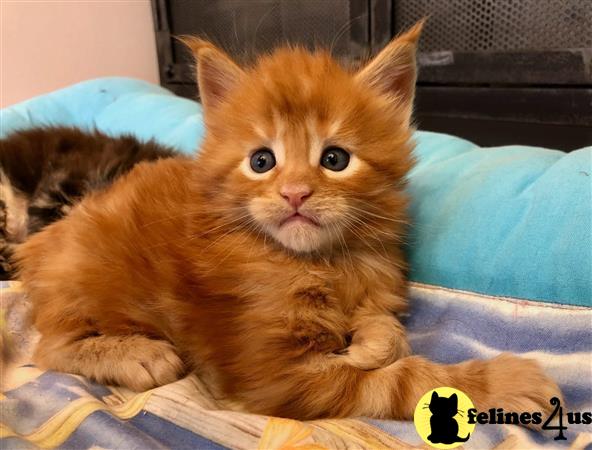 a maine coon cat lying on a bed