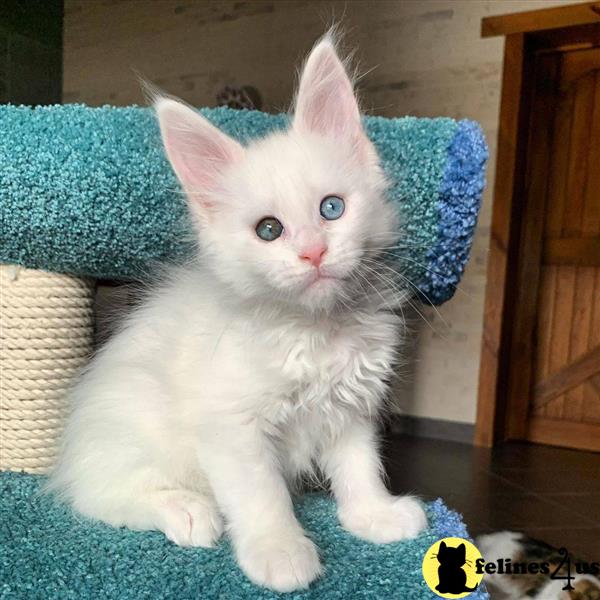 a white maine coon kitten on a blue blanket