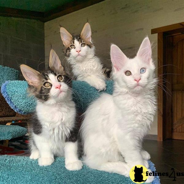 a group of white and grey maine coon cats