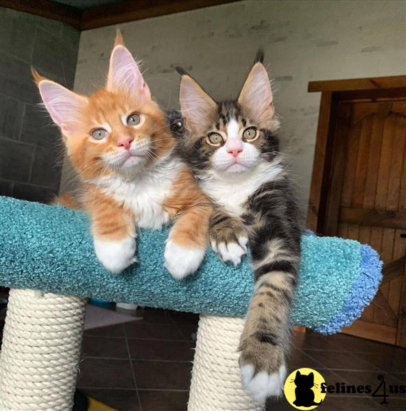 two maine coon cats on a blue blanket