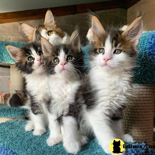 a group of maine coon cats