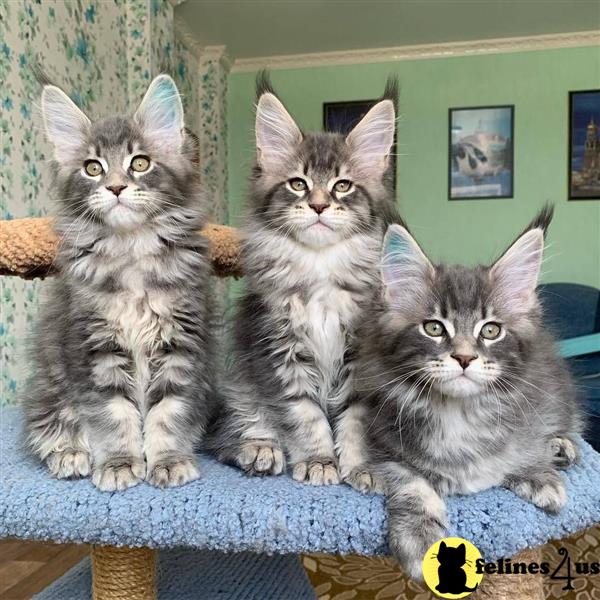 a group of maine coon cats sitting on a chair