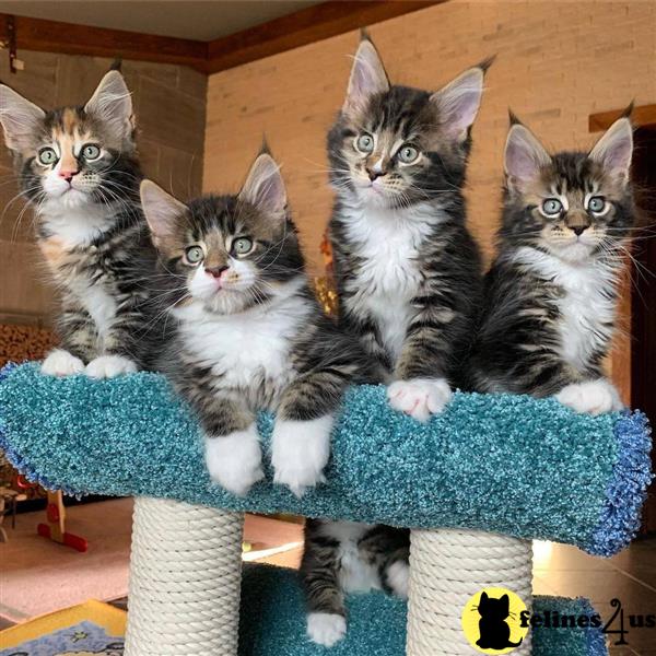 a group of maine coon cats sitting on a maine coon cat tree