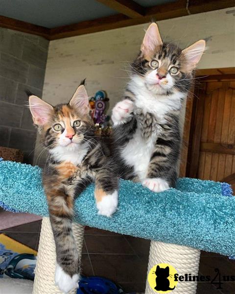 two maine coon cats on a blanket